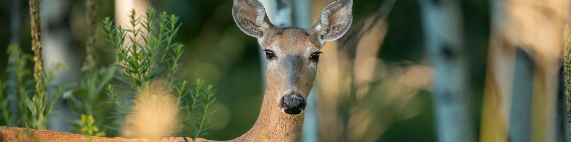 A deer in a forest with tall trees and green foliage.