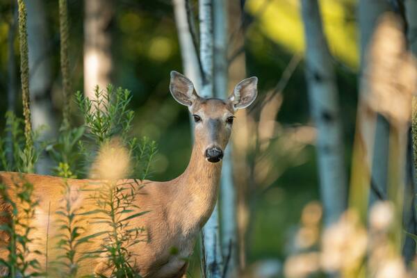Un cerf dans une forêt où les arbres sont hauts et le feuillage est verdoyant.