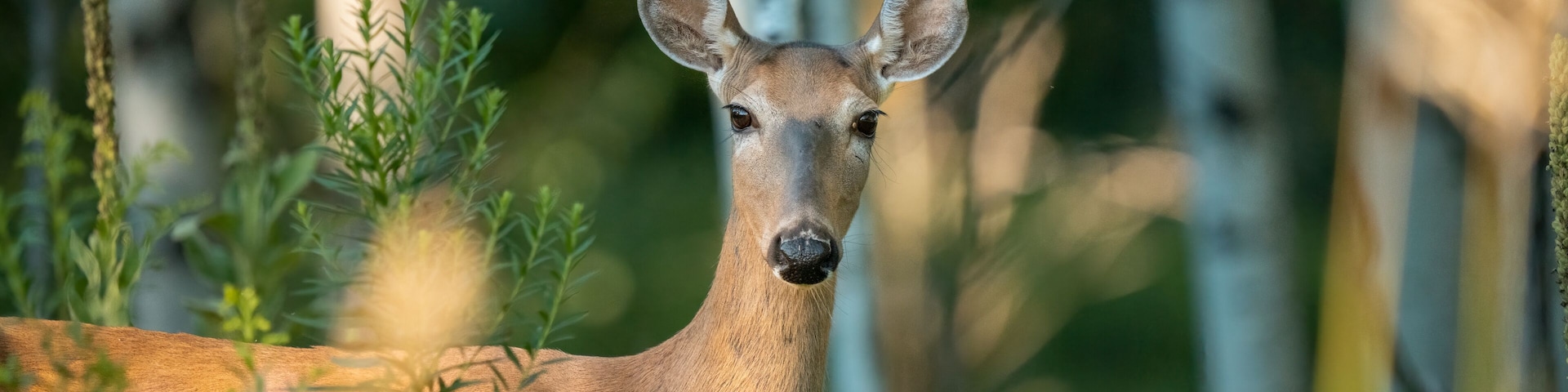 young female deer looking directly at the camera