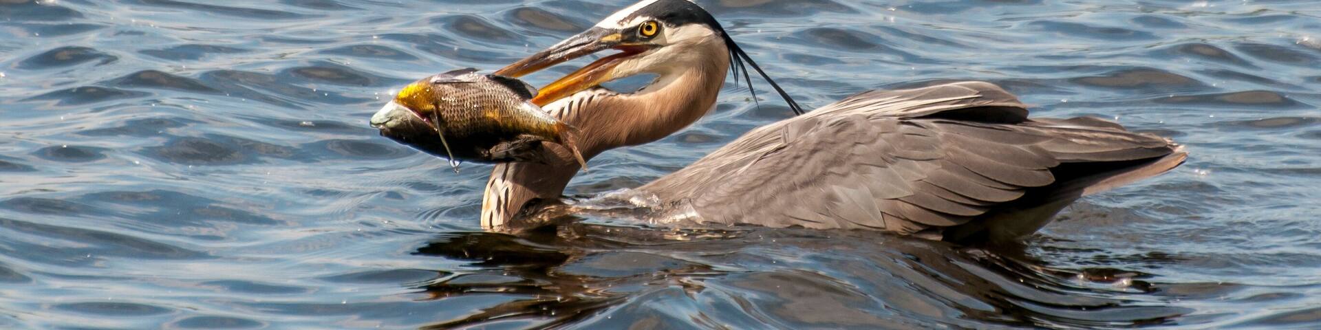 A heron holding a fish in its beak.
