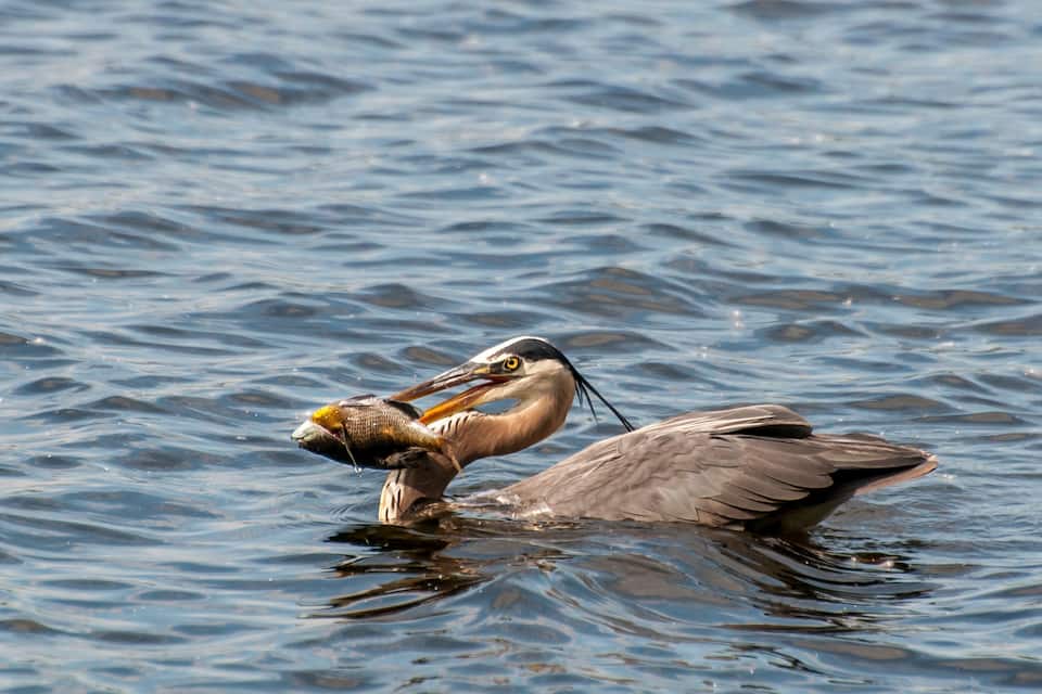 A heron holding a fish in its beak.