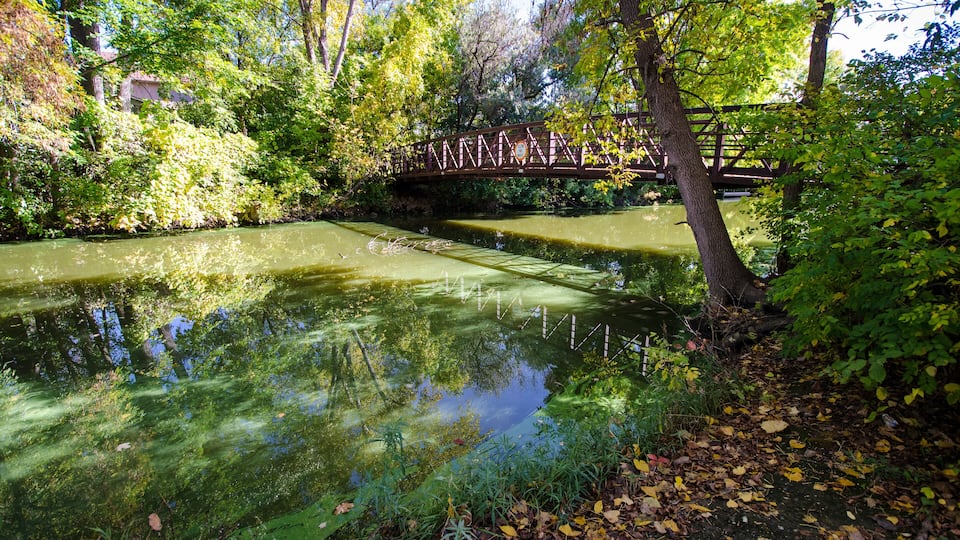 A river with green algae, a wooden bridge, and surrounding trees.