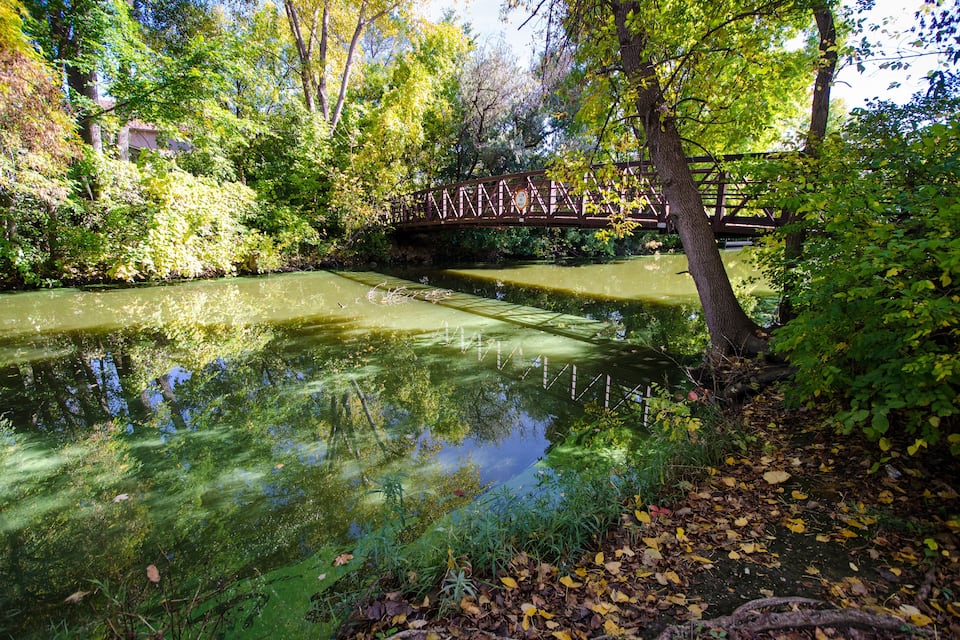 Un río con algas verdes, un puente de madera y árboles circundantes.