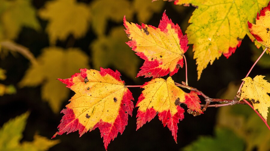 Tamarack Nature Center