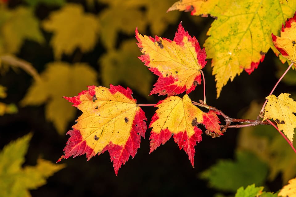 A branch with red and yellow leaves.
