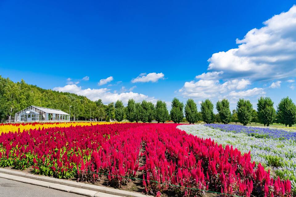 A field of red flowers, a building, and a row of trees under a blue sky.