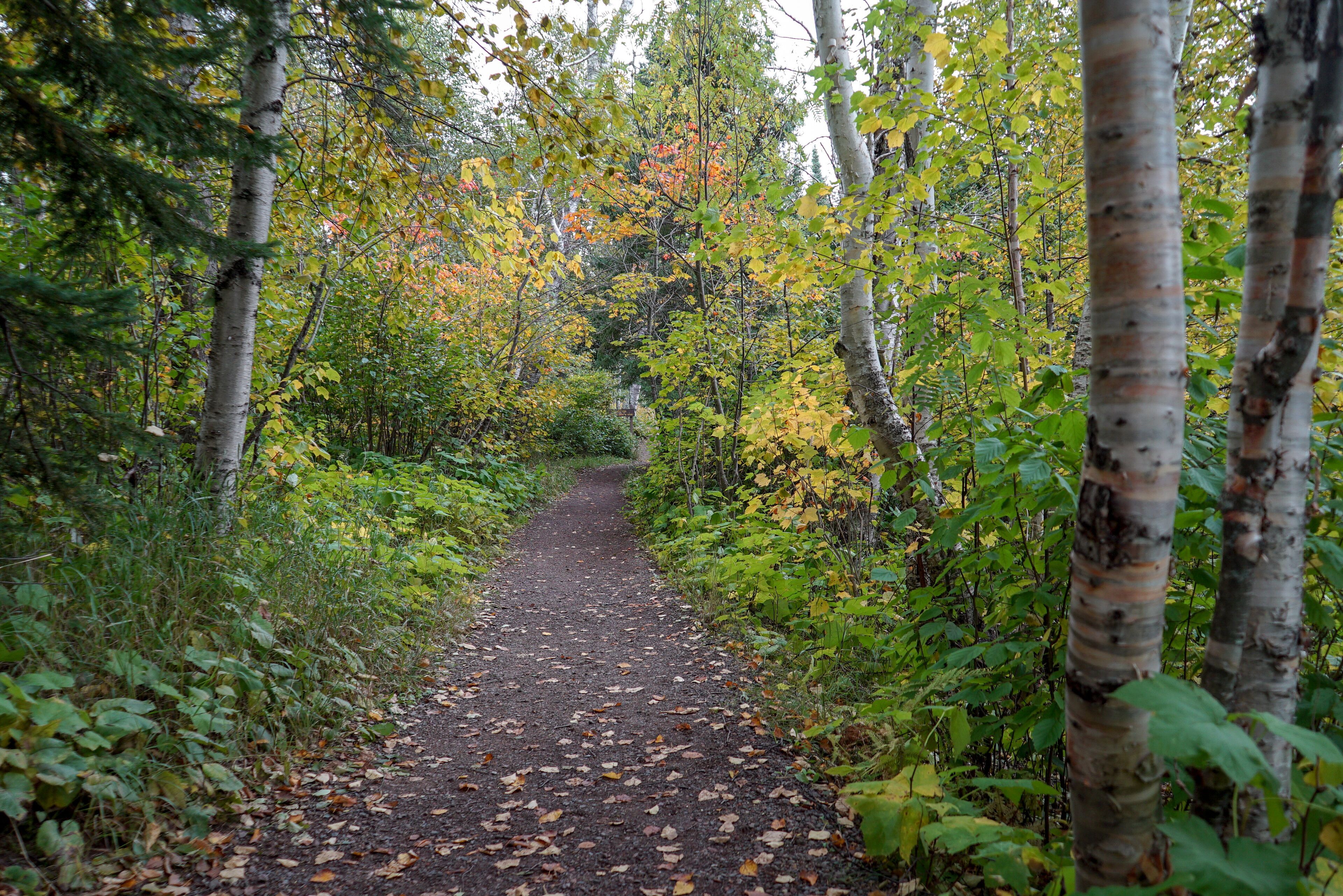 A forest path with birch trees and autumn leaves.