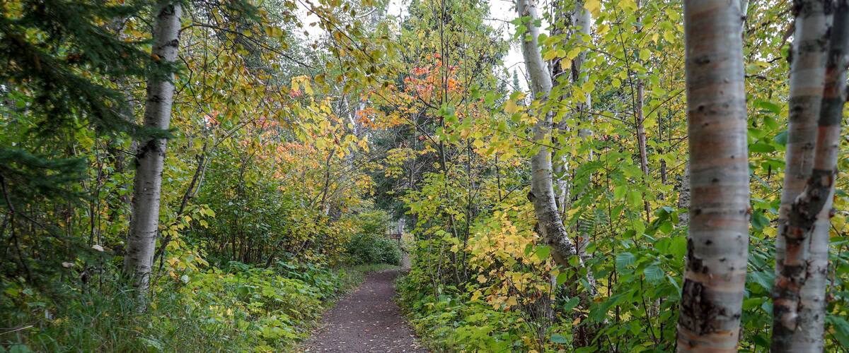 A forest path with birch trees and autumn leaves.