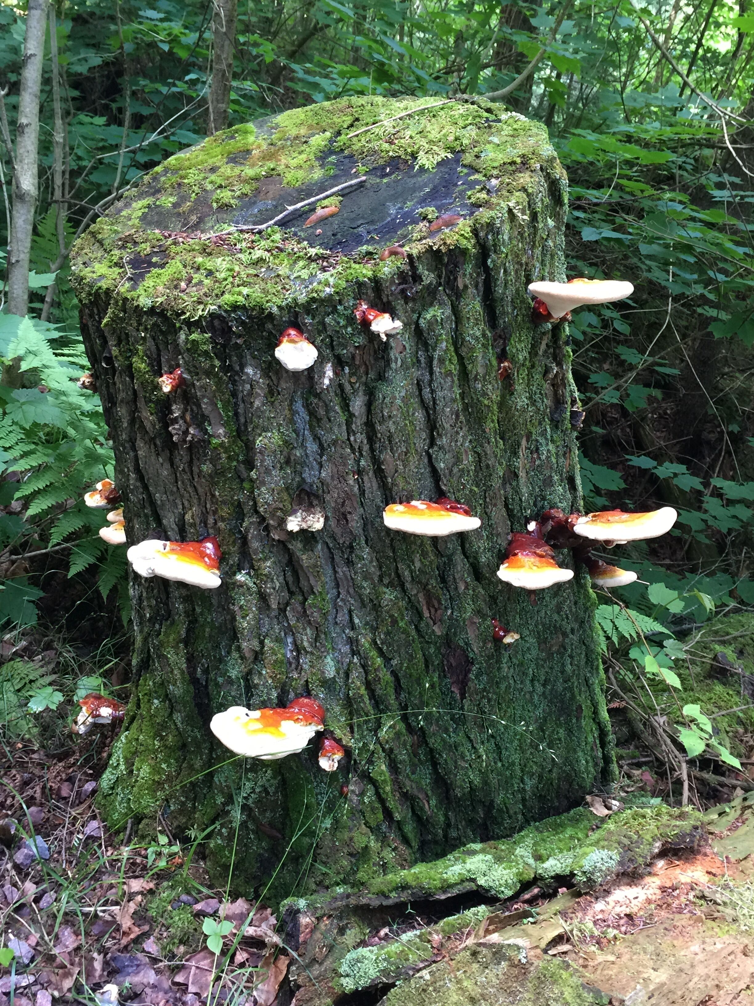 More beautiful foliage in Copper Falls.