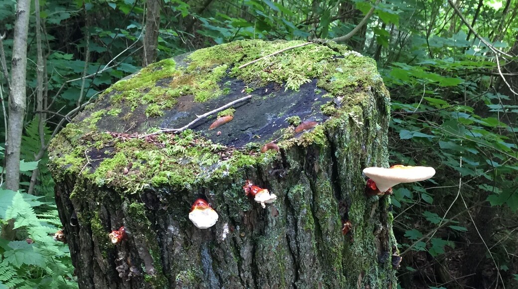 More beautiful foliage in Copper Falls.