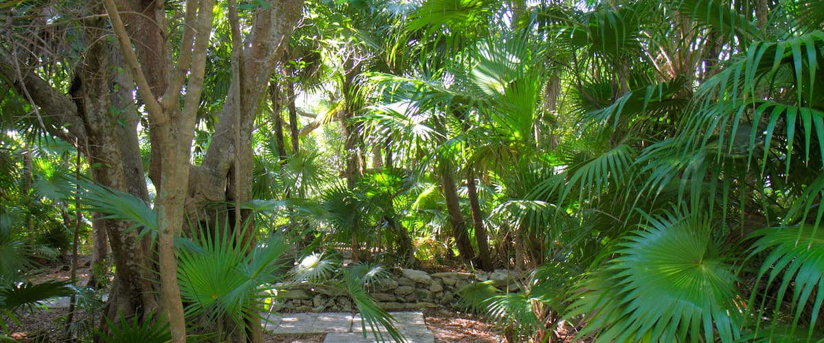 D1P59F Florida Key West Florida Keys Key West Tropical Forest & and Botanical Garden frost-free nature trail