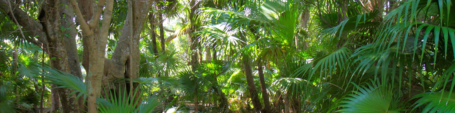 D1P59F Florida Key West Florida Keys Key West Tropical Forest & and Botanical Garden frost-free nature trail