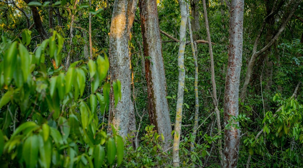 Dagny Johnson Key Largo Hammock Botanical State Park featuring forest scenes