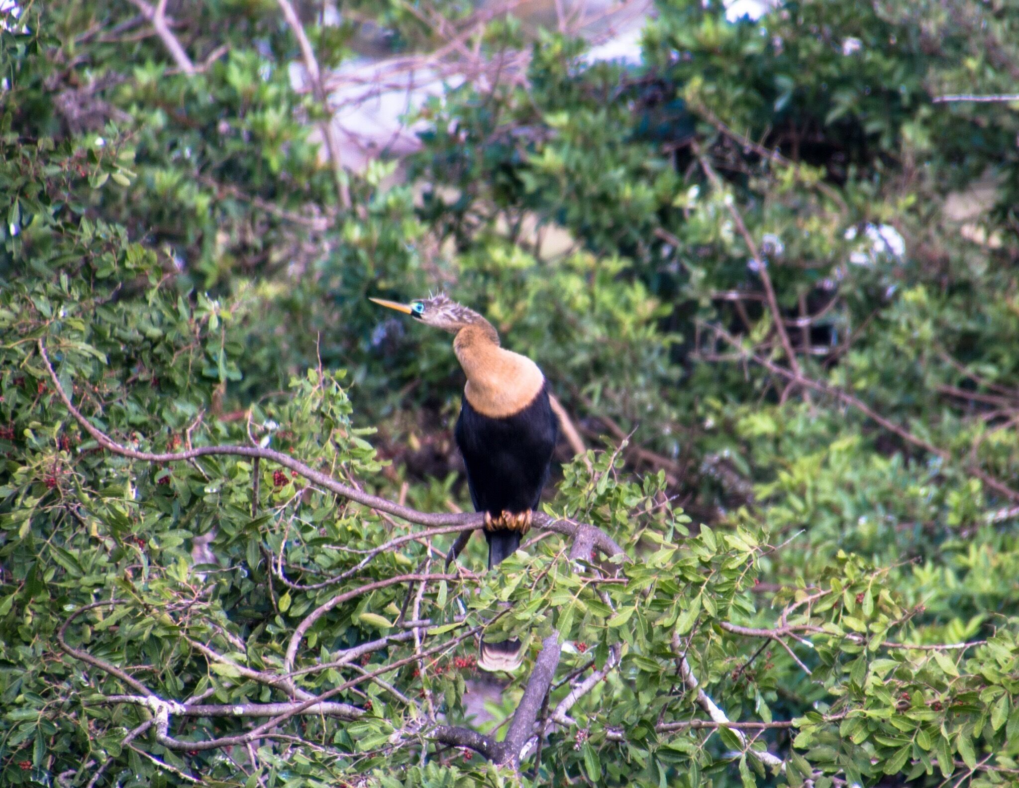 Put the Venice Audubon Rookery on your to do list. The birds in this rookery were just amazing. 