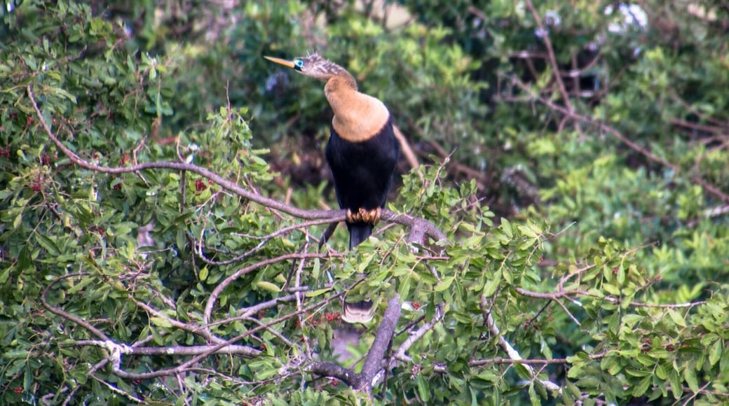 Put the Venice Audubon Rookery on your to do list. The birds in this rookery were just amazing.