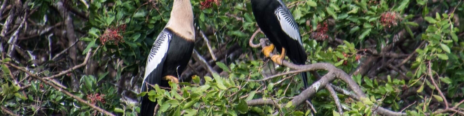 Shall we dance? Put the Venice Audubon Rookery on your to do list. The birds in this rookery were just amazing.