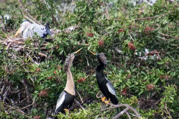 Shall we dance? Put the Venice Audubon Rookery on your to do list. The birds in this rookery were just amazing.