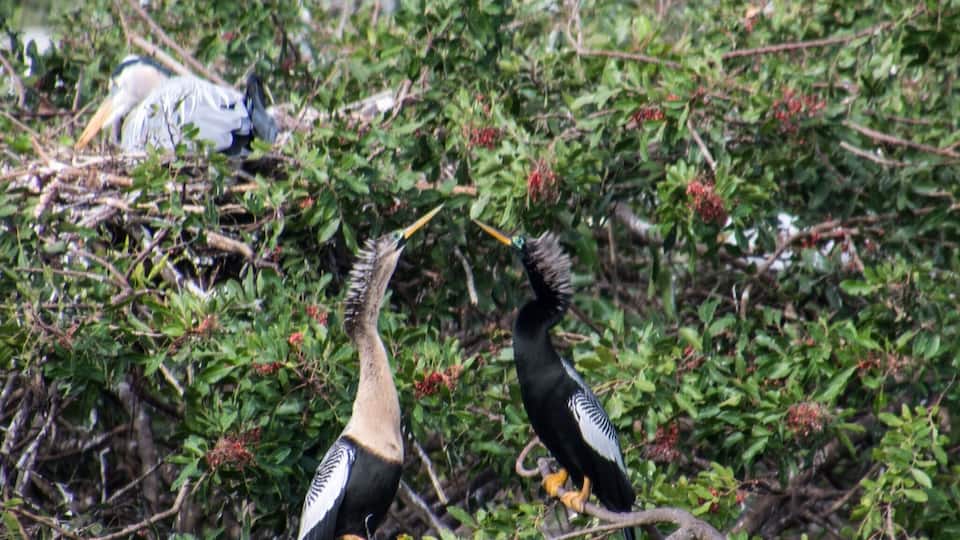 Shall we dance? Put the Venice Audubon Rookery on your to do list. The birds in this rookery were just amazing.
