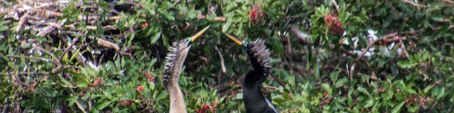 Shall we dance? Put the Venice Audubon Rookery on your to do list. The birds in this rookery were just amazing.