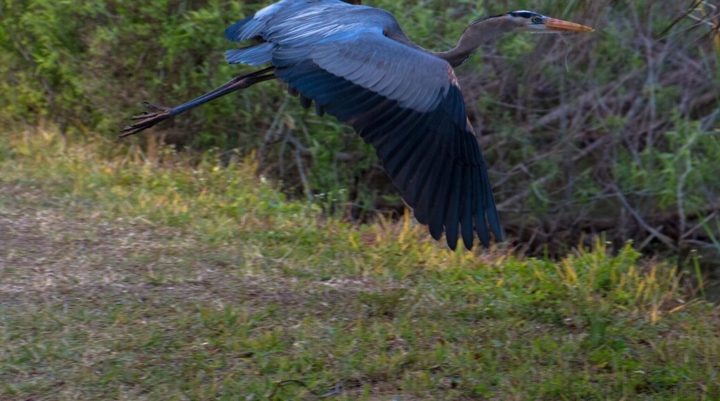 Put the Venice Audubon Rookery on your to do list. The birds in this rookery were just amazing.