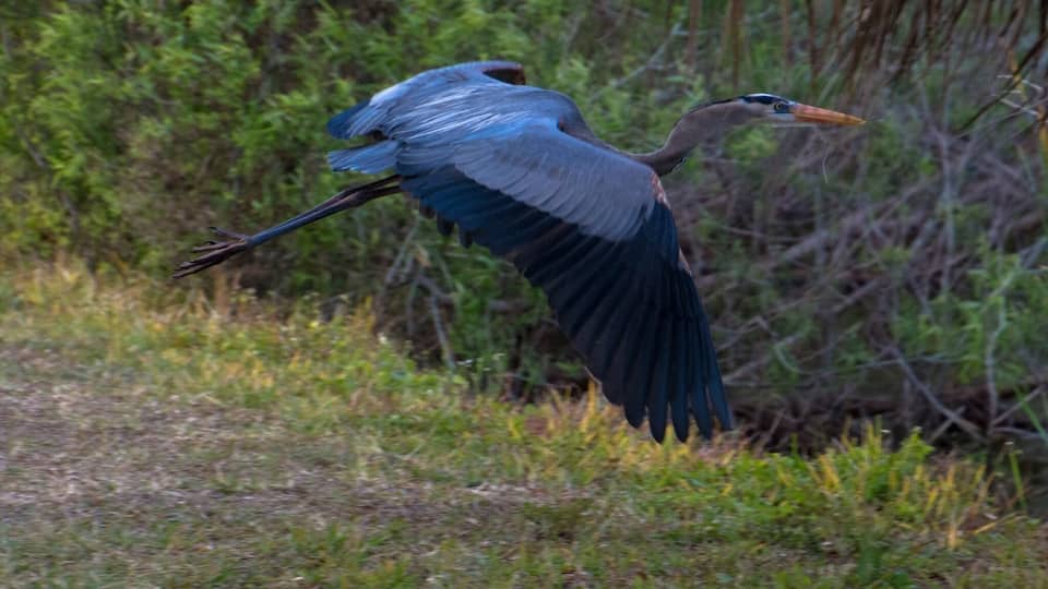 Put the Venice Audubon Rookery on your to do list. The birds in this rookery were just amazing.