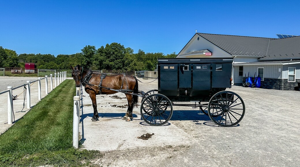 Amish horse and buggy parked in the parking lot of an Amish store