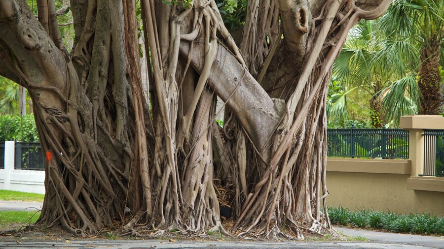 Old Cutler Trail which includes a park