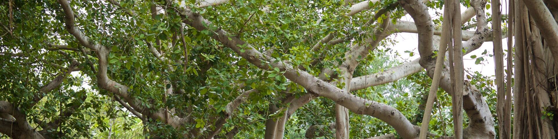 A dense forest with intertwined tree roots and lush green foliage.