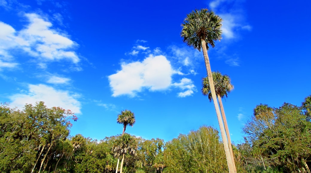 Parque estatal Highlands Hammock