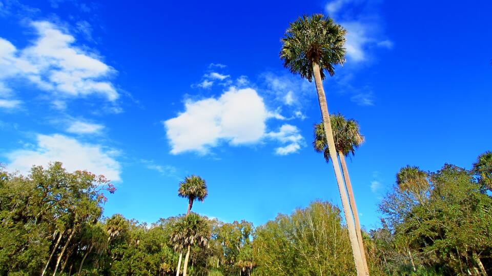 Tall palm trees against a clear blue sky.
