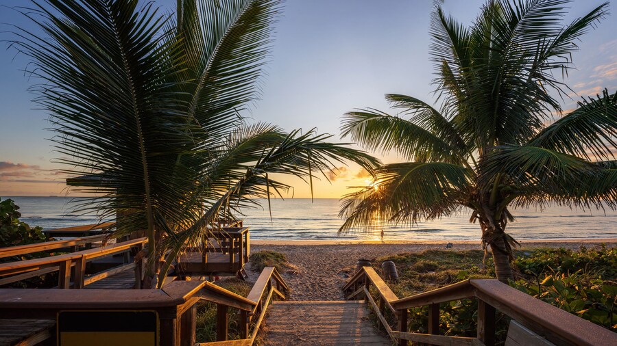 The rising sun shines through palm trees on a Florida beach.