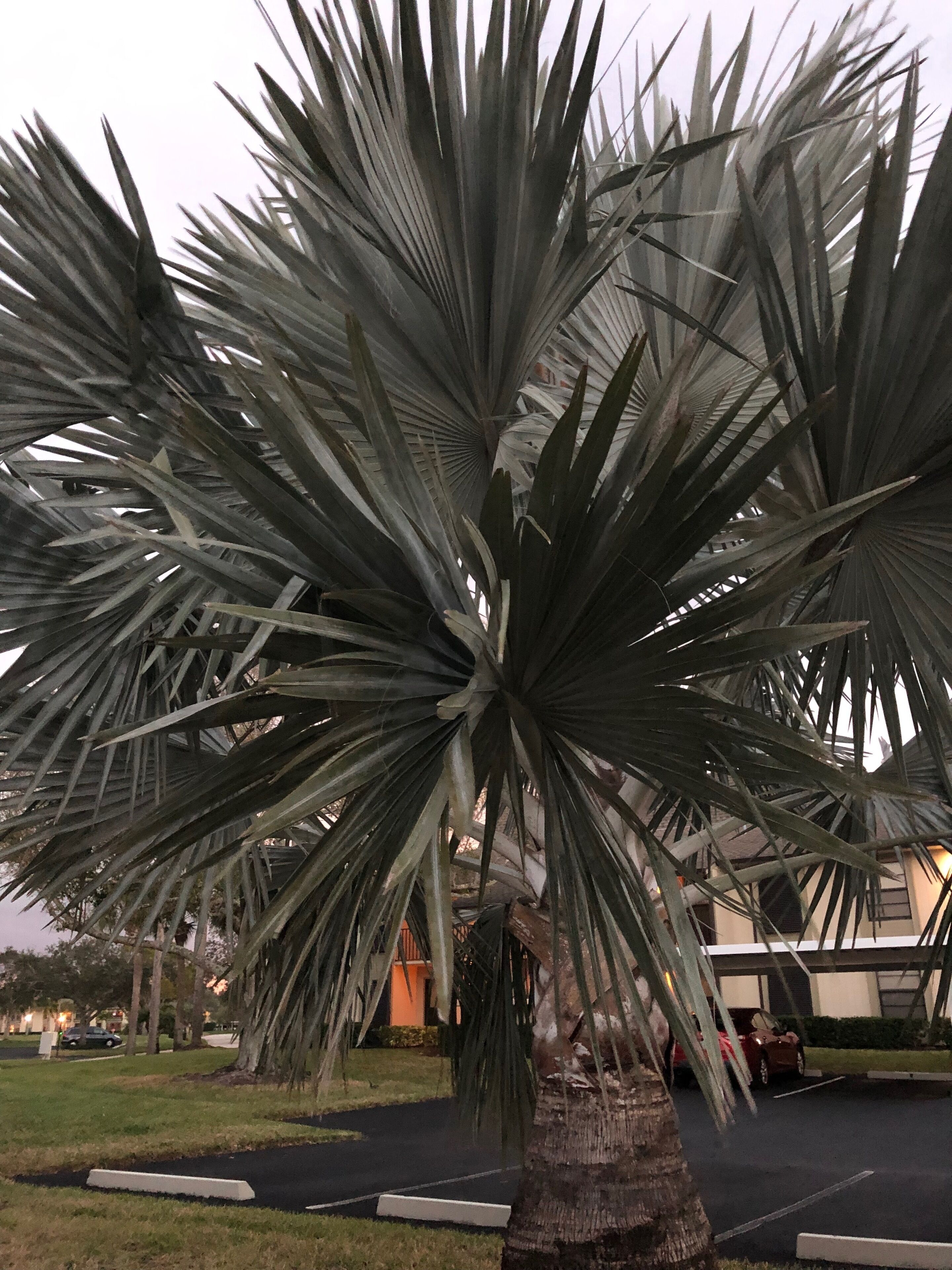 This tree was demolished during the last hurricane down to the base and into years it’s gotten this big nature is amazing #trees