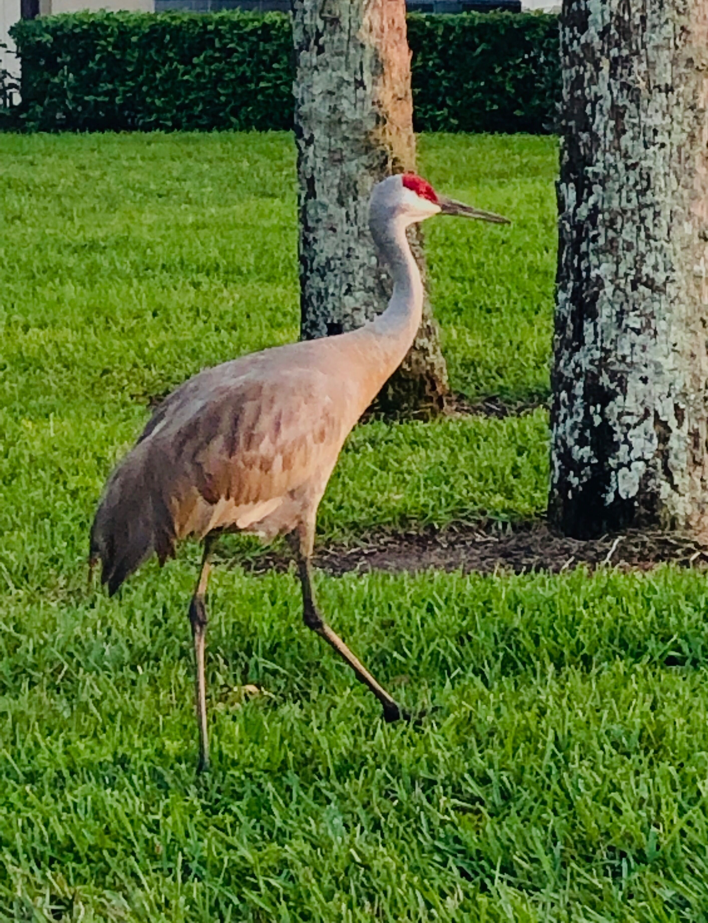 #OnTheRoad we see all kinds of things not expecting. As I was walking this Jurassic Park bird just ponders in Front of me is across the street It didn’t even move him that I was walking. He just stepped right in front of me and he’s almost as tall as me. They know they own this area.