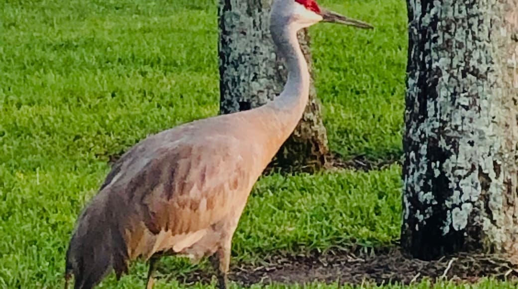 #OnTheRoad we see all kinds of things not expecting. As I was walking this Jurassic Park bird just ponders in Front of me is across the street It didn’t even move him that I was walking. He just stepped right in front of me and he’s almost as tall as me. They know they own this area.
