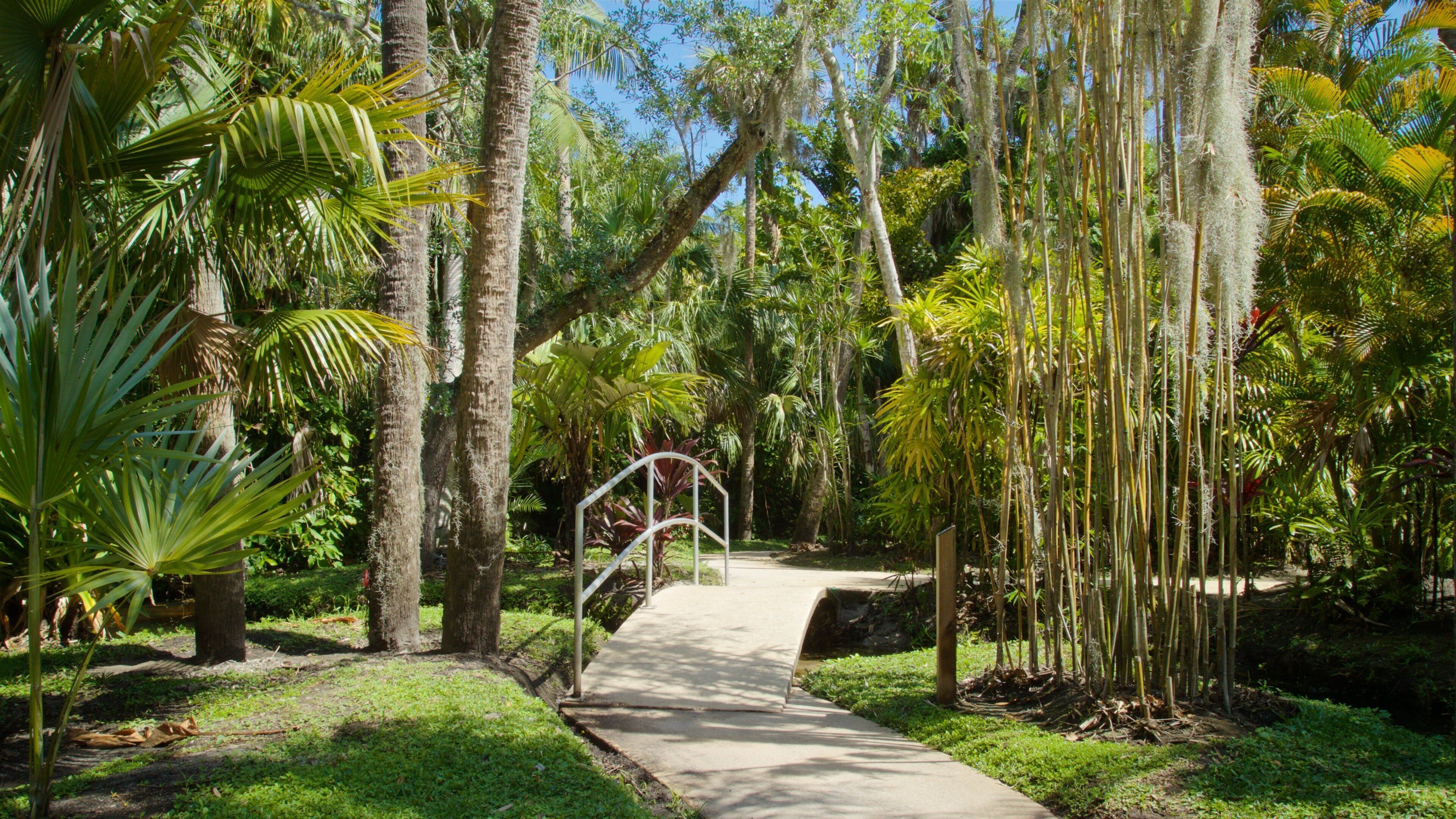 A pathway through a tropical garden with palm trees and bamboo.
