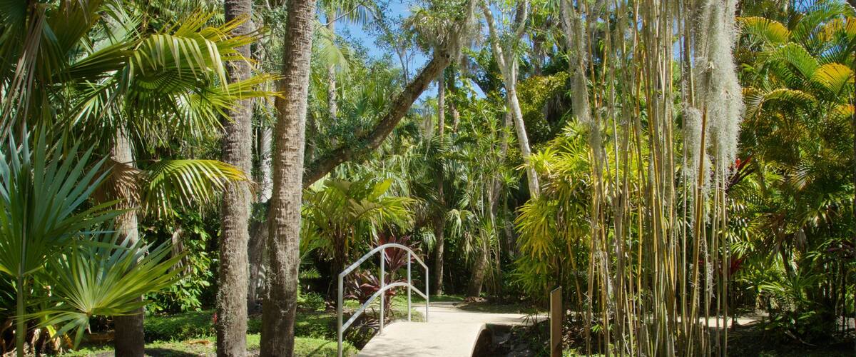 A pathway through a tropical garden with palm trees and bamboo.