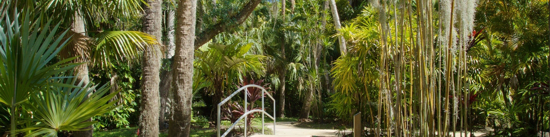 A pathway through a tropical garden with palm trees and bamboo.