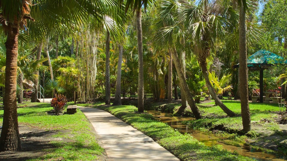 A tropical garden with a concrete path, palm trees, and a small stream.