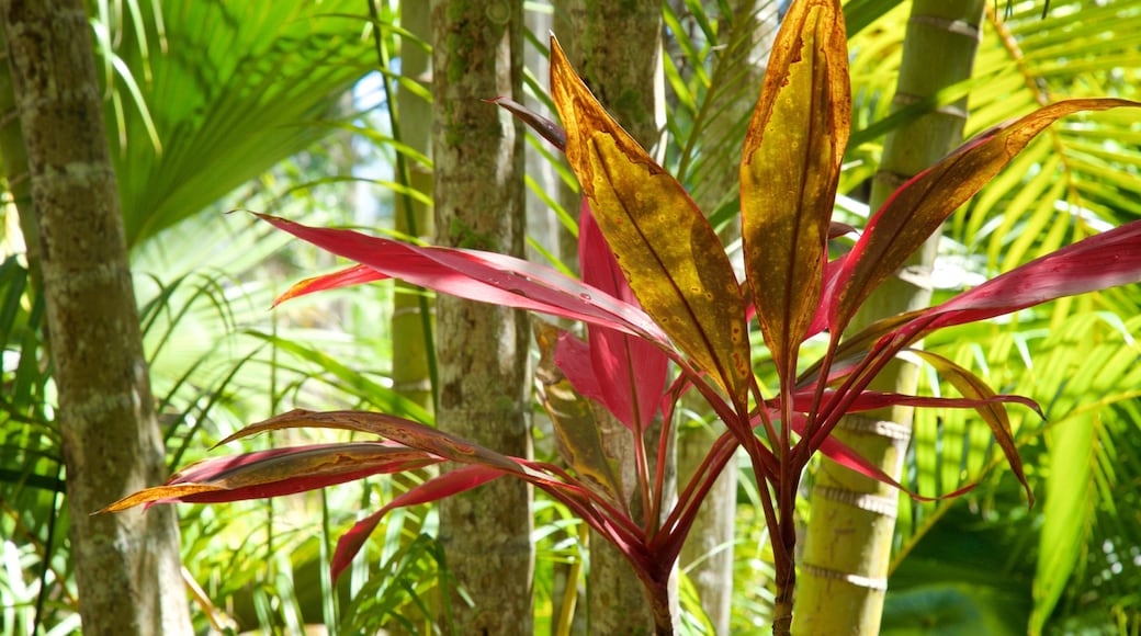 Botanical Gardens which includes a park