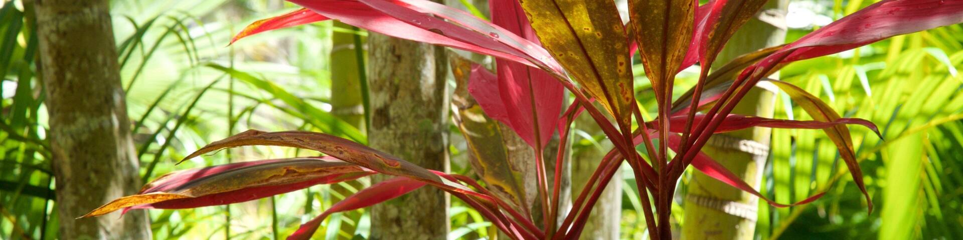 Botanical Gardens which includes a park