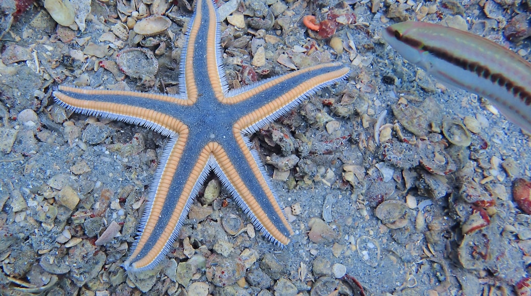 Royal Starfish found while scuba diving at the Blue Heron Bridge in florida