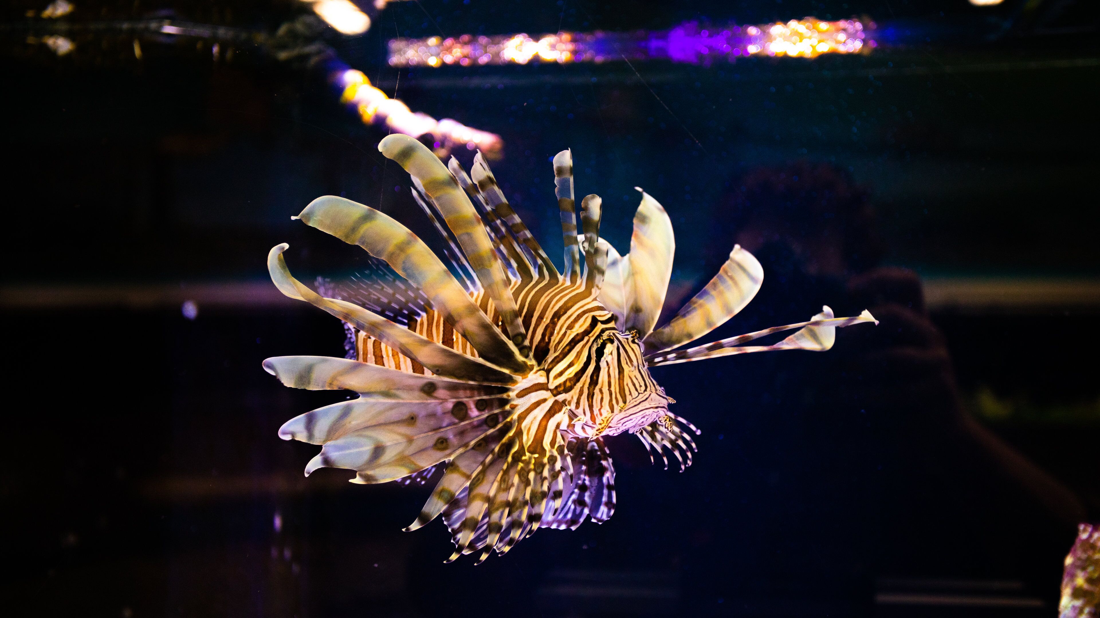 Bayou View featuring marine life