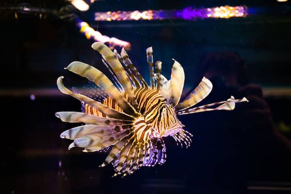 Bayou View featuring marine life