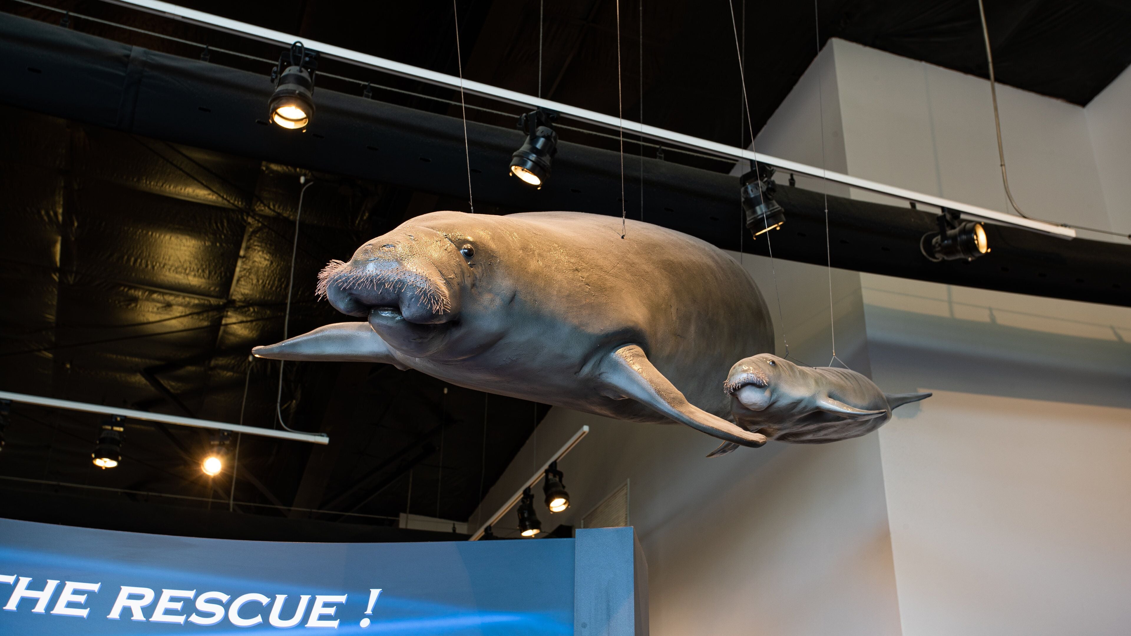 Bayou View showing marine life and interior views