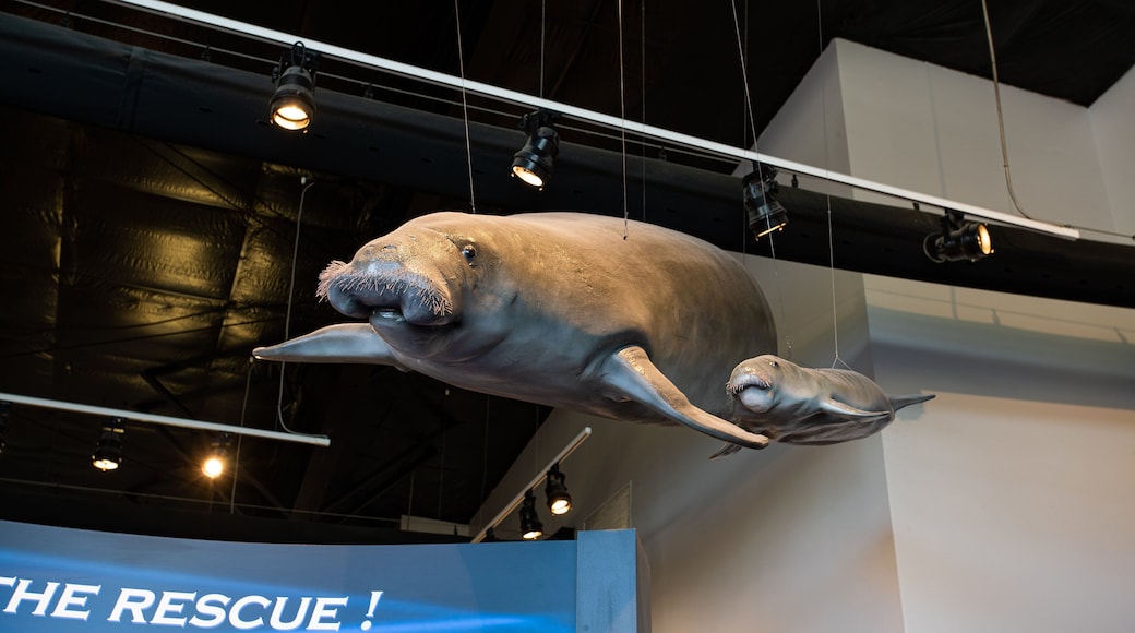 Bayou View showing marine life and interior views