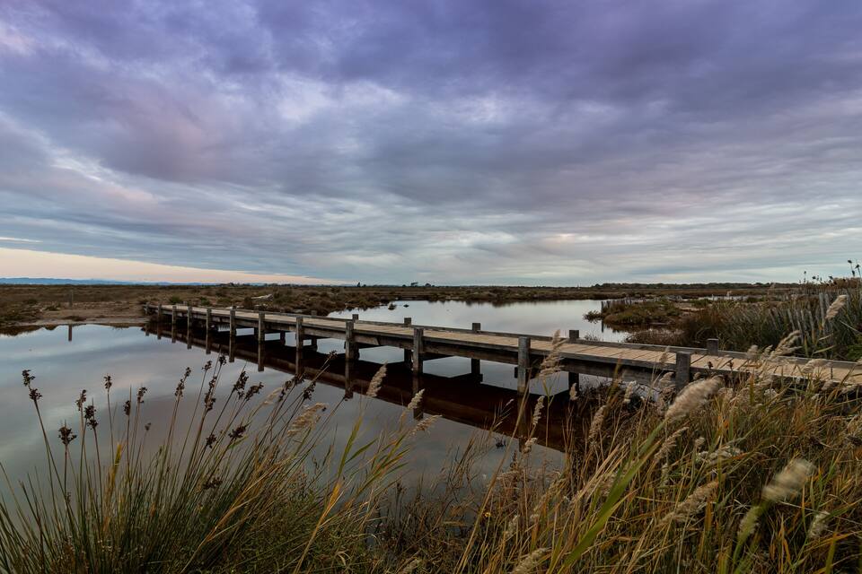 A wooden bridge over a calm body of water, surrounded by tall grasses and reeds.
