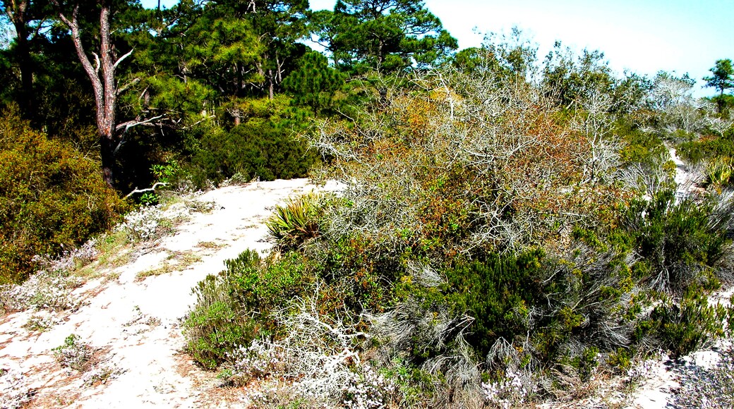 USA, Alabama, Dauphin Island, Audubon Bird Sanctuary, Alabama Coastal Birding Trail , Shutterstock ID 1247494462, Purchase Order: SP-1891 Wave 0, Client/Licensee: Hotels.com