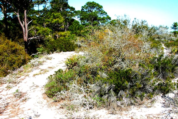 USA, Alabama, Dauphin Island, Audubon Bird Sanctuary, Alabama Coastal Birding Trail , Shutterstock ID 1247494462, Purchase Order: SP-1891 Wave 0, Client/Licensee: Hotels.com