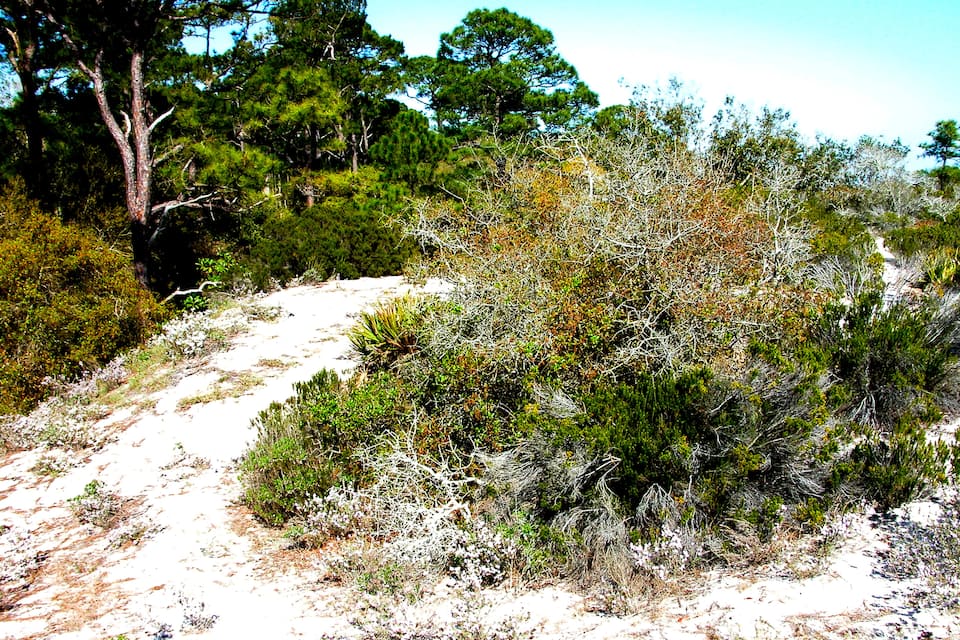 A sandy trail surrounded by dense shrubbery and trees.