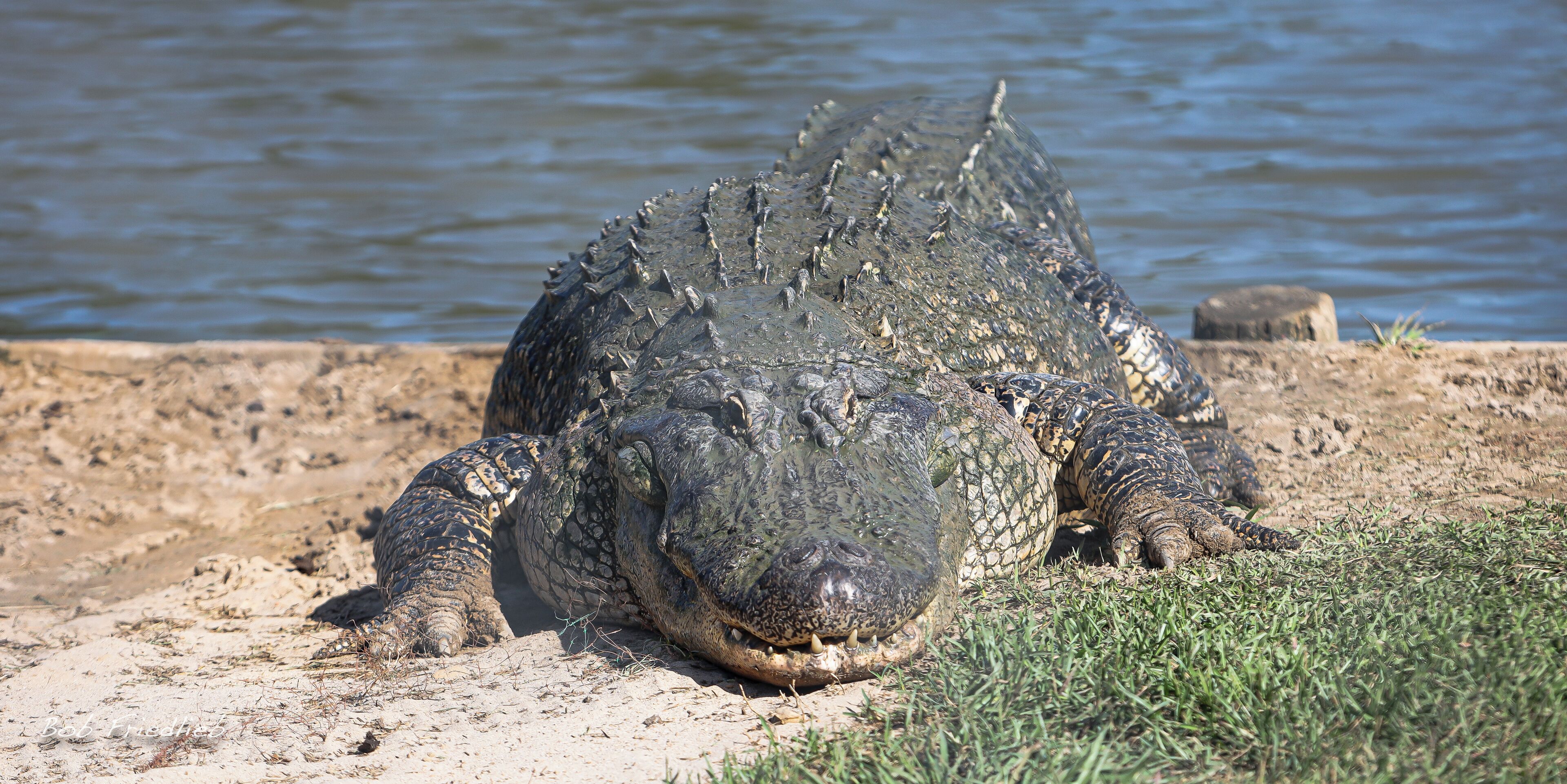 One of the Big Guys coming in for feeding time!